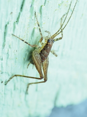Macropathinae