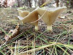 Ampulloclitocybe