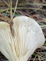 Ampulloclitocybe