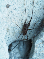 Macropathinae