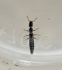 Xantholinus