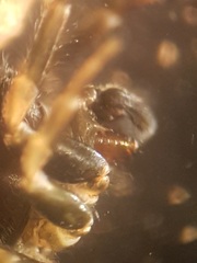 Heliophanus flavipes