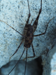 Macropathinae