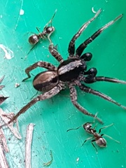 Alopecosa pulverulenta