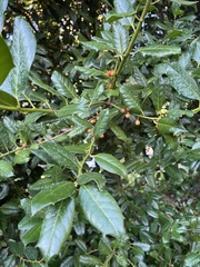 Ilex cornuta