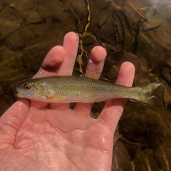 Semotilus corporalis