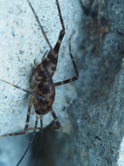 Macropathinae