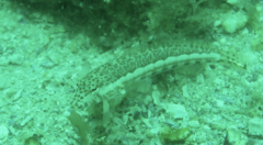 Parapercis stricticeps