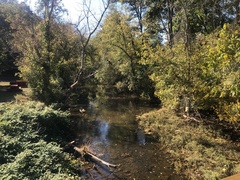 Semotilus corporalis