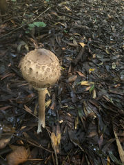 Chlorophyllum