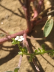 Pectocarya peninsularis