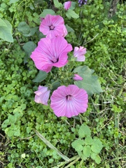 Malvaceae