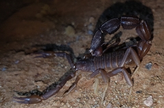 Parabuthus granulatus