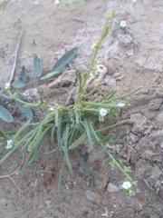 Pectocarya peninsularis