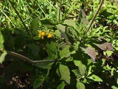 Calceolaria integrifolia