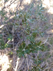 Chiliotrichum diffusum