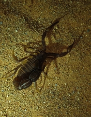 Parabuthus granulatus