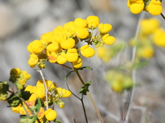 Calceolaria integrifolia