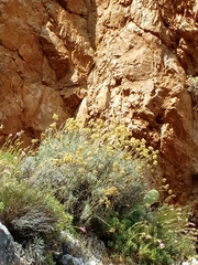 Helichrysum italicum