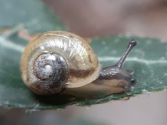 Helicoidea