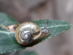 Helicoidea