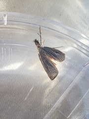 Agriphila vulgivagellus