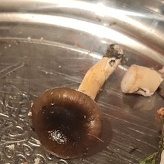 Hygrophorus hypothejus