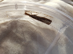 Agriphila vulgivagellus
