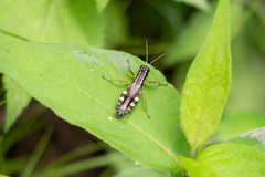Melanoplus viridipes