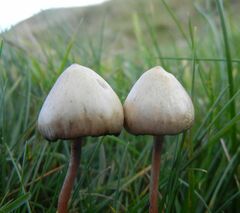 Psilocybe semilanceata