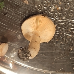Hygrophorus hypothejus