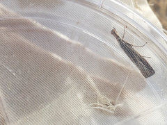 Agriphila vulgivagellus