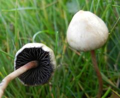 Psilocybe semilanceata