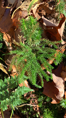 Dendrolycopodium dendroideum