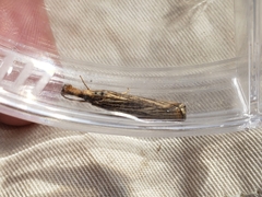 Agriphila vulgivagellus