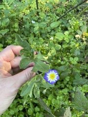 Convolvulus tricolor
