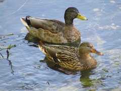 Anas platyrhynchos