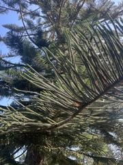 Araucaria