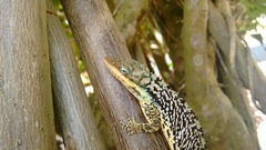 Anolis heterodermus