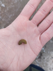 Psammechinus miliaris