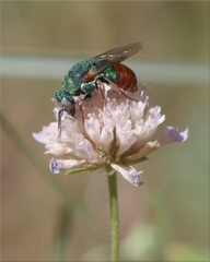 Parnopes grandior