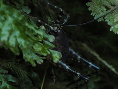 Macropathinae