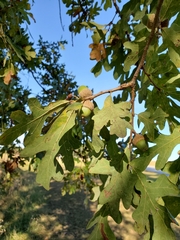 Quercus margaretiae