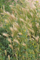 Hordeum