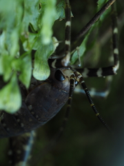 Macropathinae