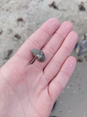 Tritia reticulata