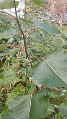 Populus grandidentata