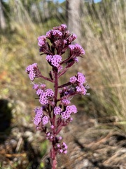 Carphephorus paniculatus