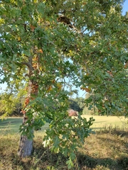 Quercus margaretiae