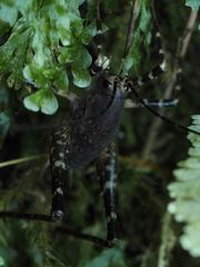 Macropathinae